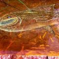 trout 8